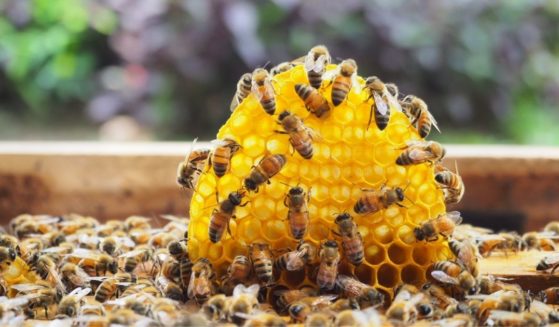 Bees are seen in the stock image above.