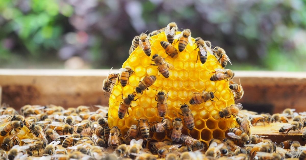 Bees are seen in the stock image above.