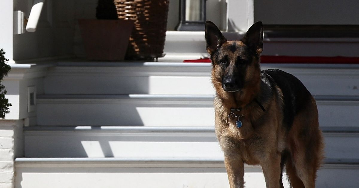 Then-Vice President Joe Biden's dog, Champ, stands during speeches at a Joining Forces service event at the then-Vice President's residence at the Naval Observatory May 10, 2012, in Washington, D.C.