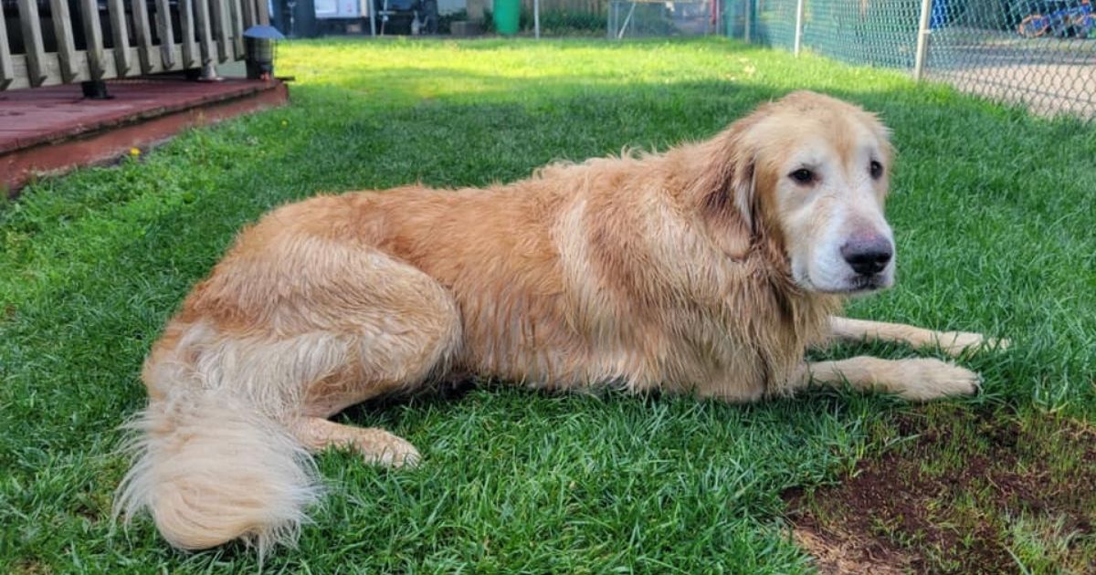 A golden retriever named Chunk was missing for over two weeks before being spotted and contained by several citizens and state troopers as he swam across a bay in New Jersey.