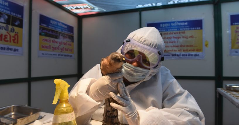 A volunteer wearing personal protective equipment as a precaution against the spread of bird flu observes an injured rescued bird at a temporary shelter in Ahmedabad, India, on Jan. 13.