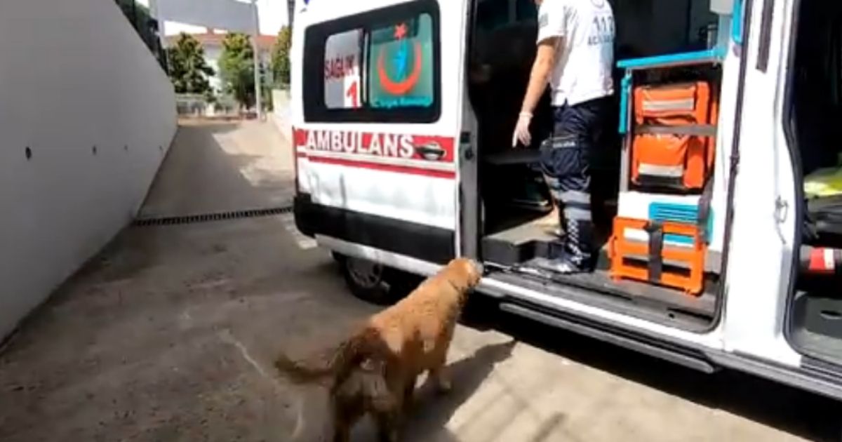 A loyal dog looks at its owner, who is inside the ambulance and being taken to the hospital. The dog was not allowed in the vehicle, so it ran alongside it all the way to the hospital.
