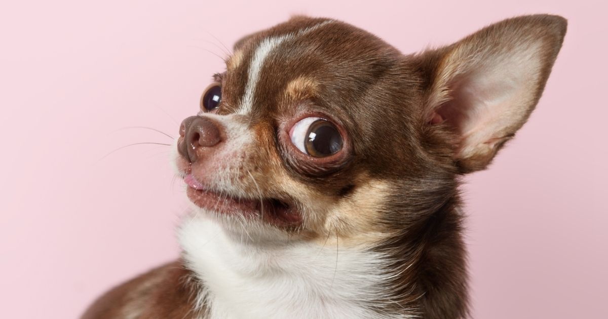 A chihuahua looks outraged.