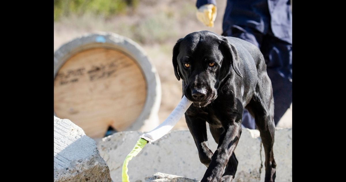 Forrest, a rescued black labrador retriever, has taken well to search and rescue work.