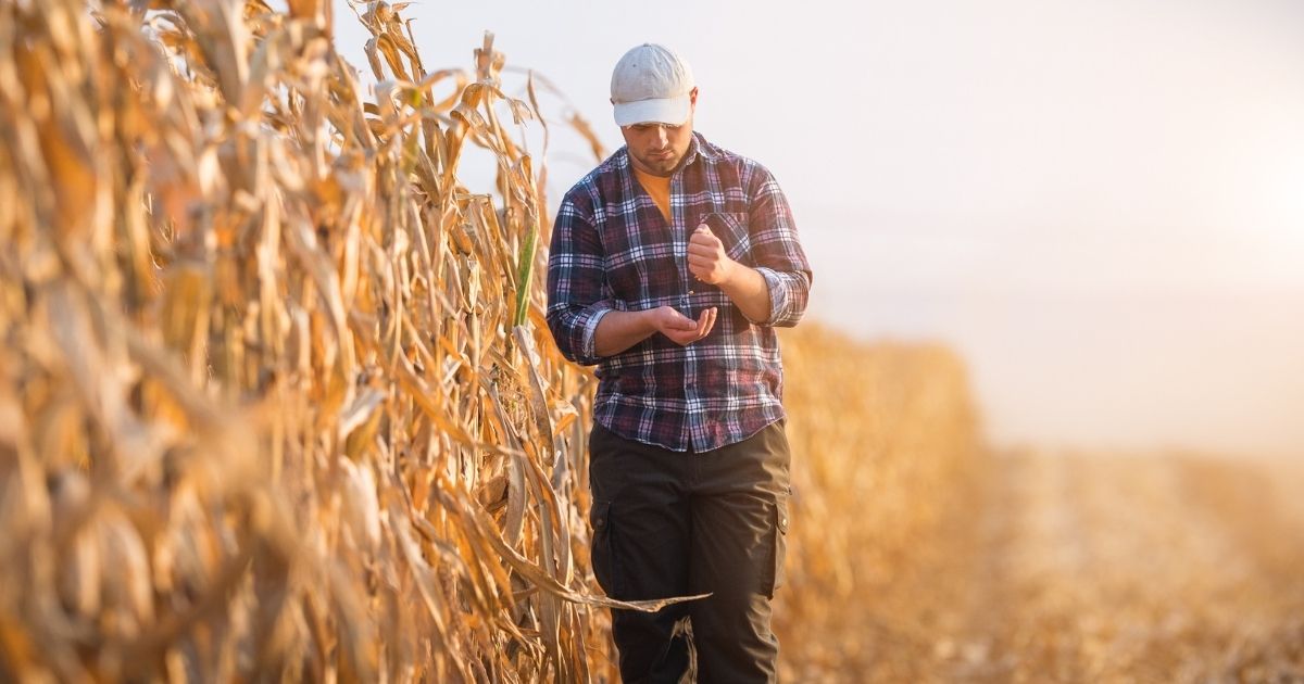 A stock photo shows a young farmer in a corn field.