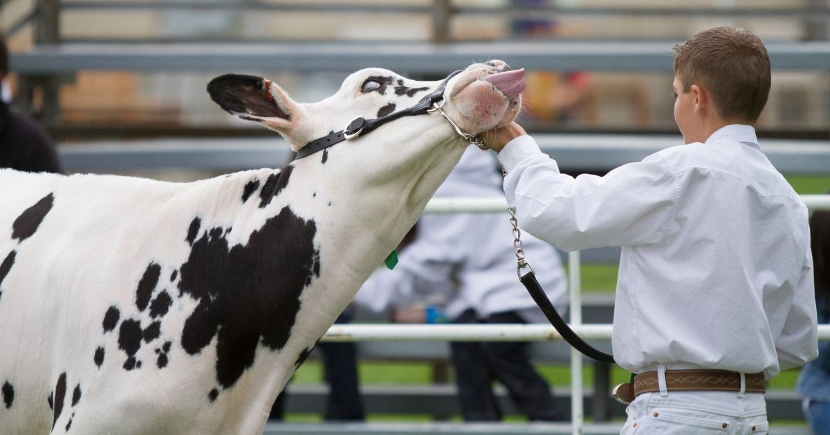 A boy shows his dairy heifer in a 4-H competition.