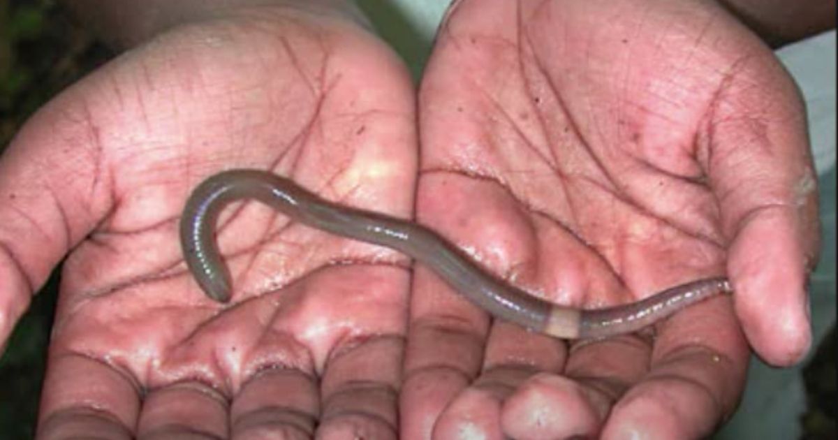 Alabama jumpers are an invasive species of worms from East Asia.