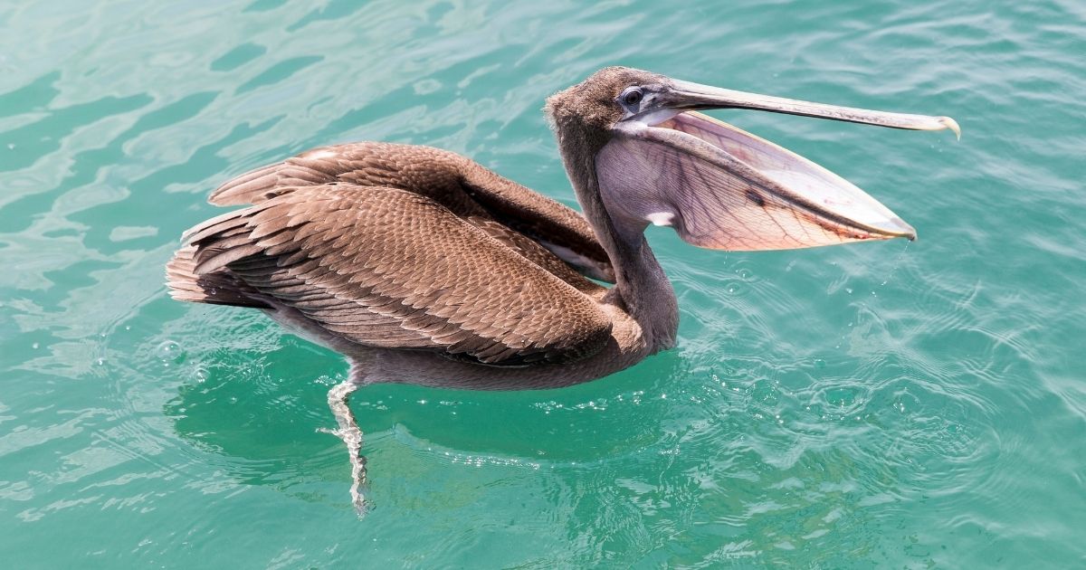 A brown pelican swims near Santa Cruz Island in Ecuador in 2015. Thirty-two of the birds -- which feed by diving into the water -- were found mutilated along the Southern California coast this past spring.