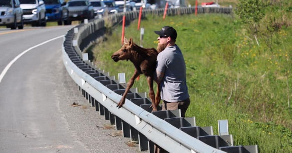 Joe Tate lifts the baby moose over the guardrail so it can be reunited with its mother.