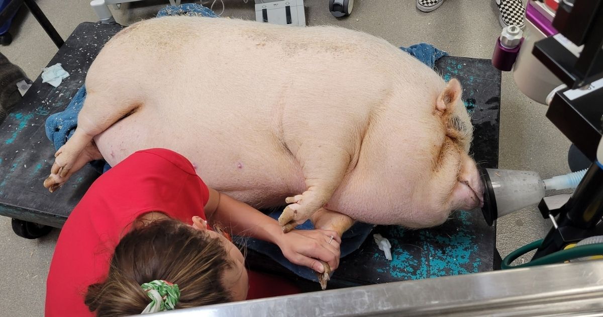 Cupcake, a severely overweight potbelly pig, was found dumped in front of a house in Las Vegas.