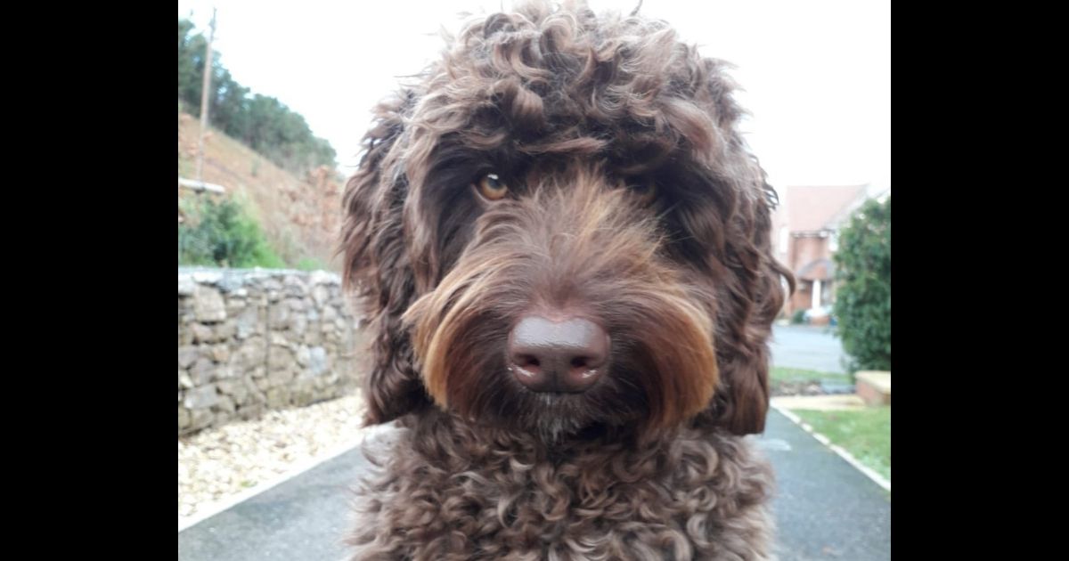 Digby, a labradoodle and therapy dog in Exeter, England, was sent in to help "talk down" a woman on a bridge who was considering taking her life.