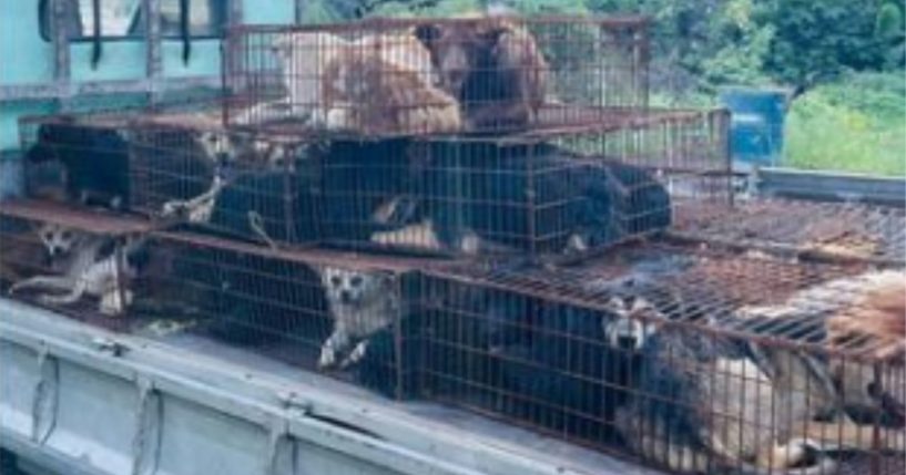 Dogs in crowded cages are headed for slaughter in Yulin, China.