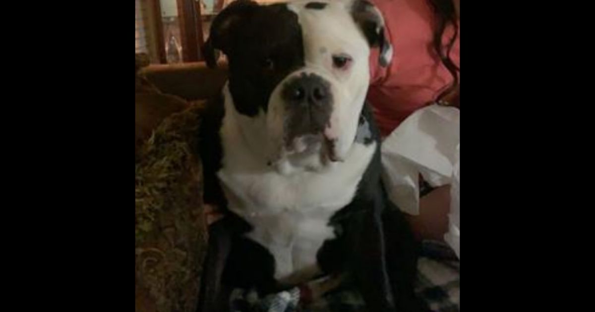 Jax, an English bulldog, had to be put down due to extensive injuries allegedly sustained during a stay at a veterinary clinic in Williamson County, Texas.