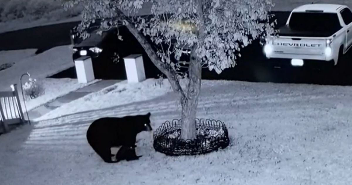 A mother bear and her cub are seen in the front yard of a house belonging to a couple from Pennsylvania.