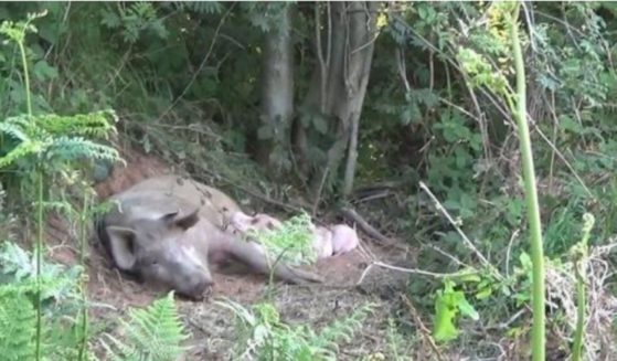 A pig who escaped from a farm gave birth to a litter of piglets in the woods and has since been rescued and will live out the rest of her life at an animal sanctuary.