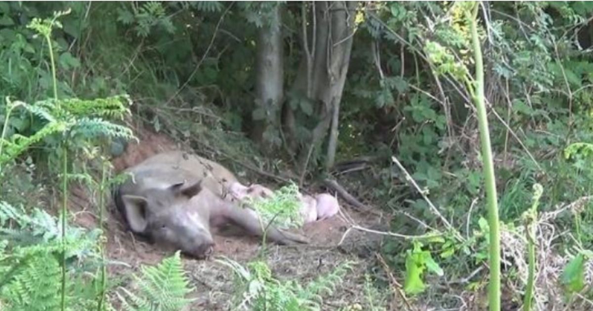 A pig who escaped from a farm gave birth to a litter of piglets in the woods and has since been rescued and will live out the rest of her life at an animal sanctuary.
