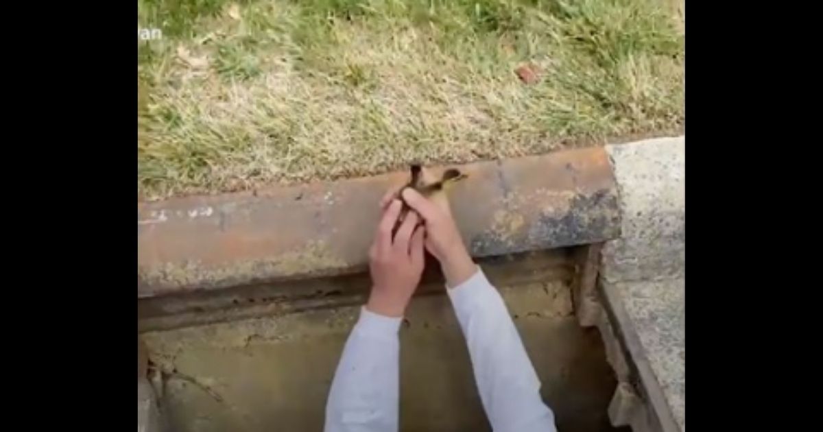 A good Samaritan lifts ducklings out of a storm drain that they've fallen into.