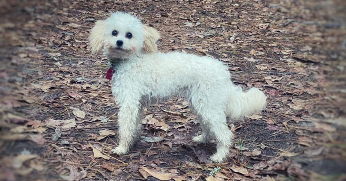 Bella, a 10-month-old cockapoo, went missing during a hike with her family in Colorado and was found a month later.