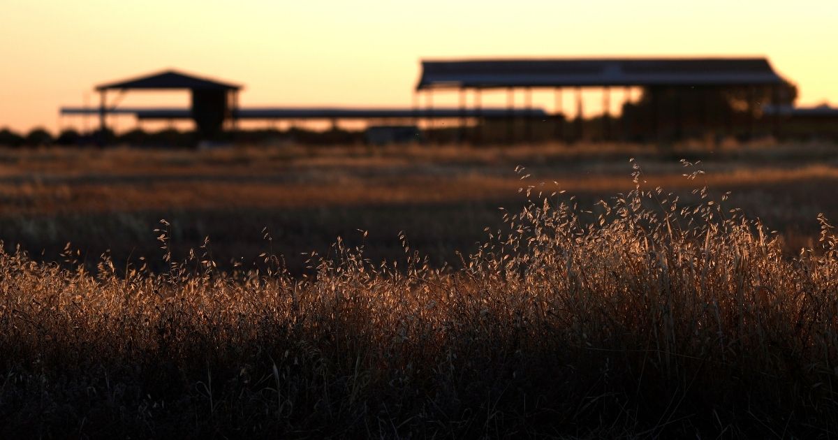 Dry grass covers a field at a farm on May 25, 2021, in Madera, California. As California enters an extreme drought emergency, water is starting to become scarce in California's Central Valley, one of the most productive agricultural regions in the world.