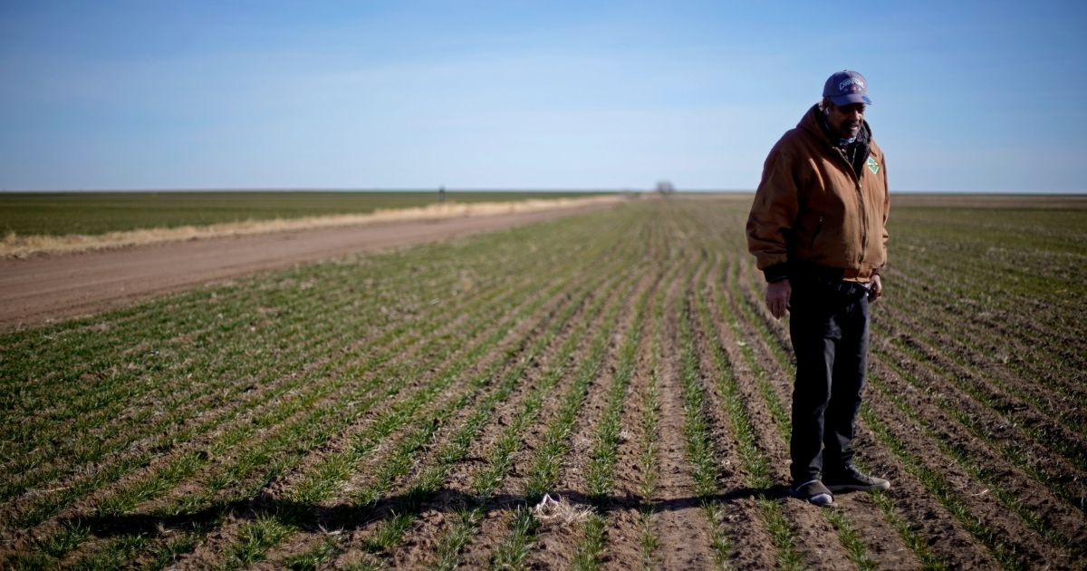 Rod Bradshaw stands in a field of wheat on his farm near Jetmore, Kansas, on Jan. 13.