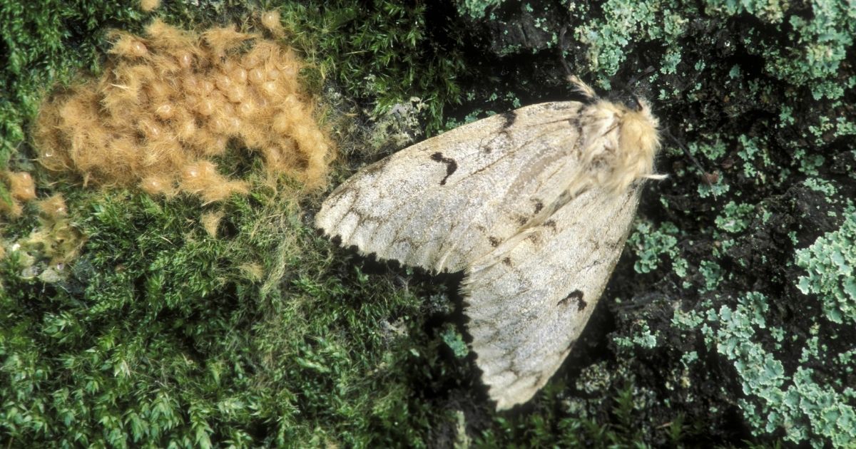This stock image portrays a gypsy moth, an insect which may be getting a new name after claims that its current one is ethnically insensitive.