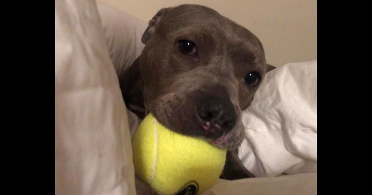 Heart, a young pit bull, was found on the streets with his tongue cut out.