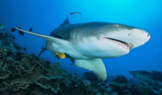 A sicklefin lemon shark swims over a coral reef on Jan. 21, 2021, in Moorea, French Polynesia, in the Pacific Ocean. An unknown shark attacked a parasailor in the Red Sea five months later.