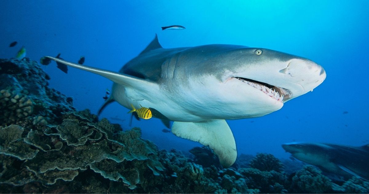 A sicklefin lemon shark swims over a coral reef on Jan. 21, 2021, in Moorea, French Polynesia, in the Pacific Ocean. An unknown shark attacked a parasailor in the Red Sea five months later.