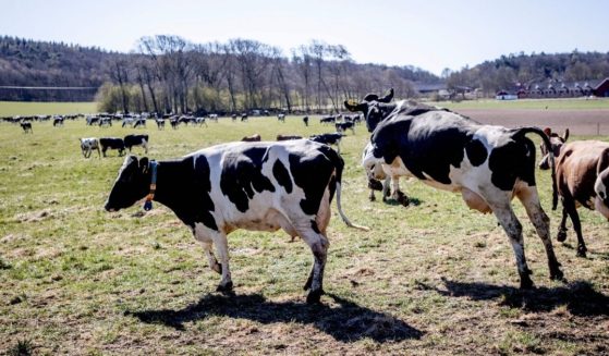 A cow jumps in the field to graze during a pasture release on April 24, 2020, after its herd spent the six months of winter indoors at a farm in Sweden. The spring pasture release is an annual event at many farms in the country, where 33 percent of farmers reportedly have been subjected to theft.