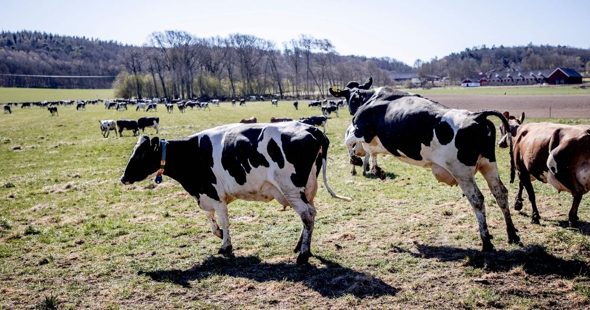 A cow jumps in the field to graze during a pasture release on April 24, 2020, after its herd spent the six months of winter indoors at a farm in Sweden. The spring pasture release is an annual event at many farms in the country, where 33 percent of farmers reportedly have been subjected to theft.