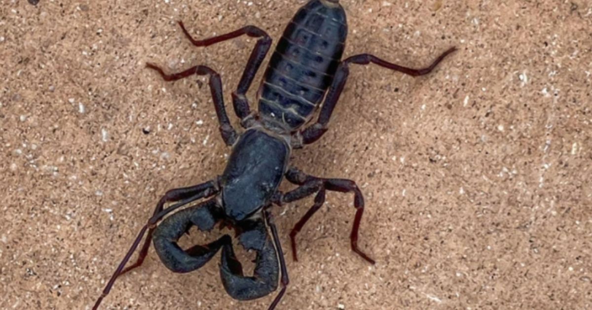 A vinegaroon, or whip scorpion, is a 3-inch-long arachnid that is a known predator of several smaller insects and arachnids.
