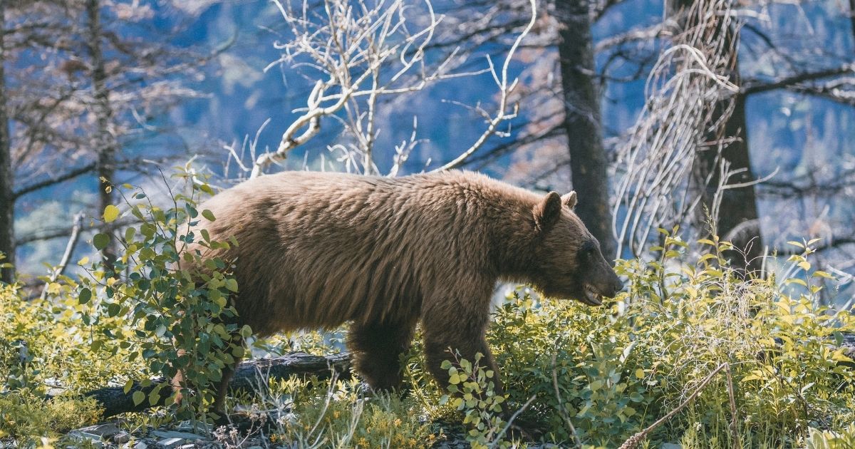 A bear is seen in this stock image.