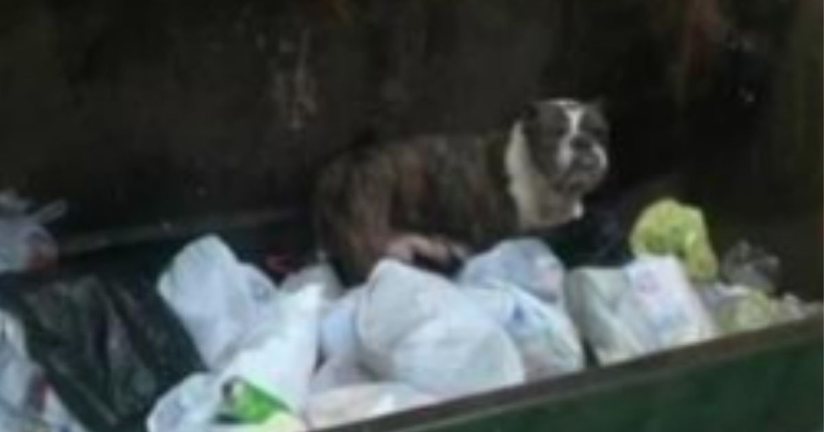 The female dog that Waste Management Employee Jermaine Jackson spotted in a dumpster right before dumping it.