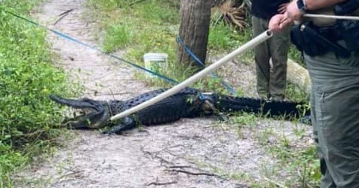 This alligator was trapped in Stuart, Florida, and relocated to a farm after an incident with a mountain biker that left the biker in serious condition.