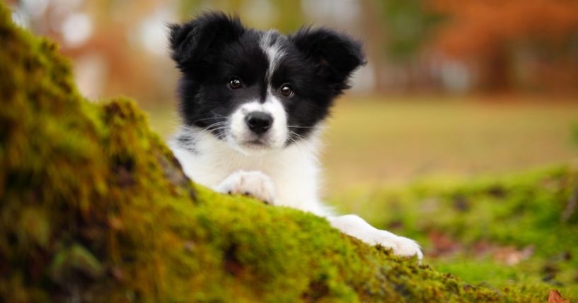 A border collie puppy is seen in this stock image.