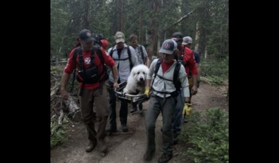 Volunteers with the Summit County Rescue Group escort a great Pyrenees down a trail after it collapsed.