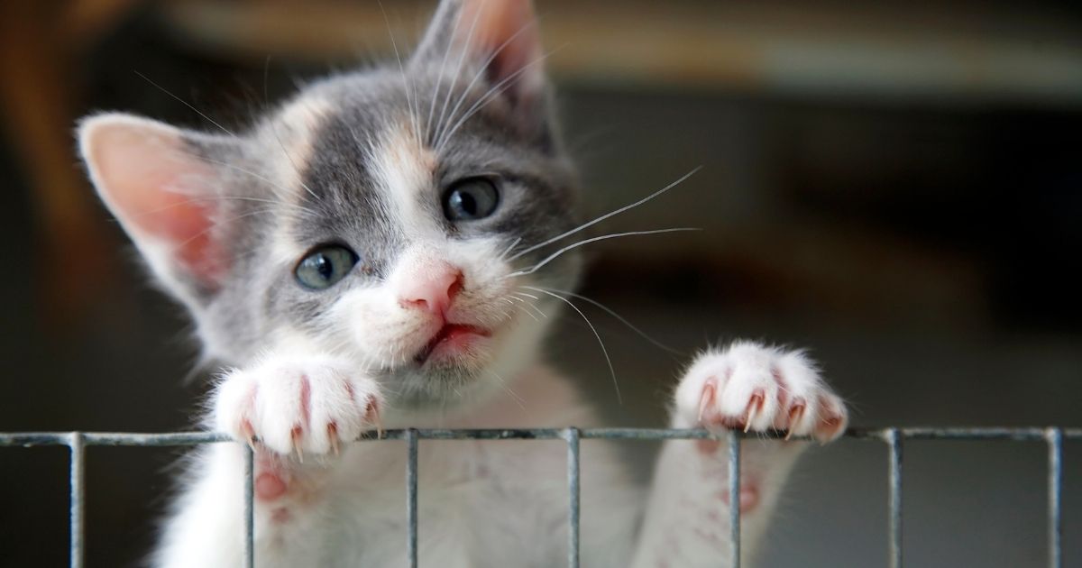 Sad-looking kitten trying to climb over a wire fence.