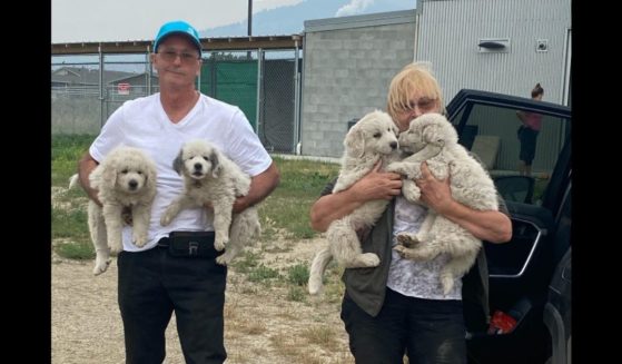 Don Glasgow and Tricia Thorpe are seen with four of the puppies they were able to rescue after a fire tore through their farm. (