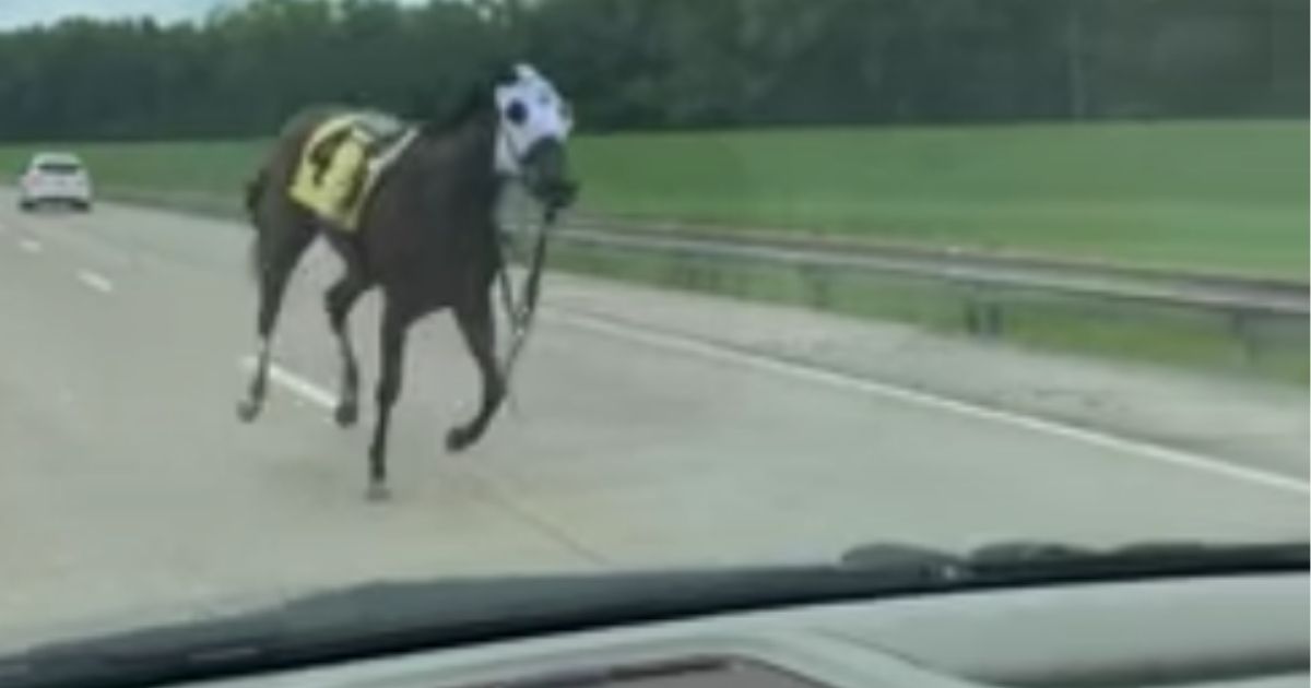 A horse escaped Ellis Park in Henderson, Kentucky, on Saturday and was seen running down Interstate 69.