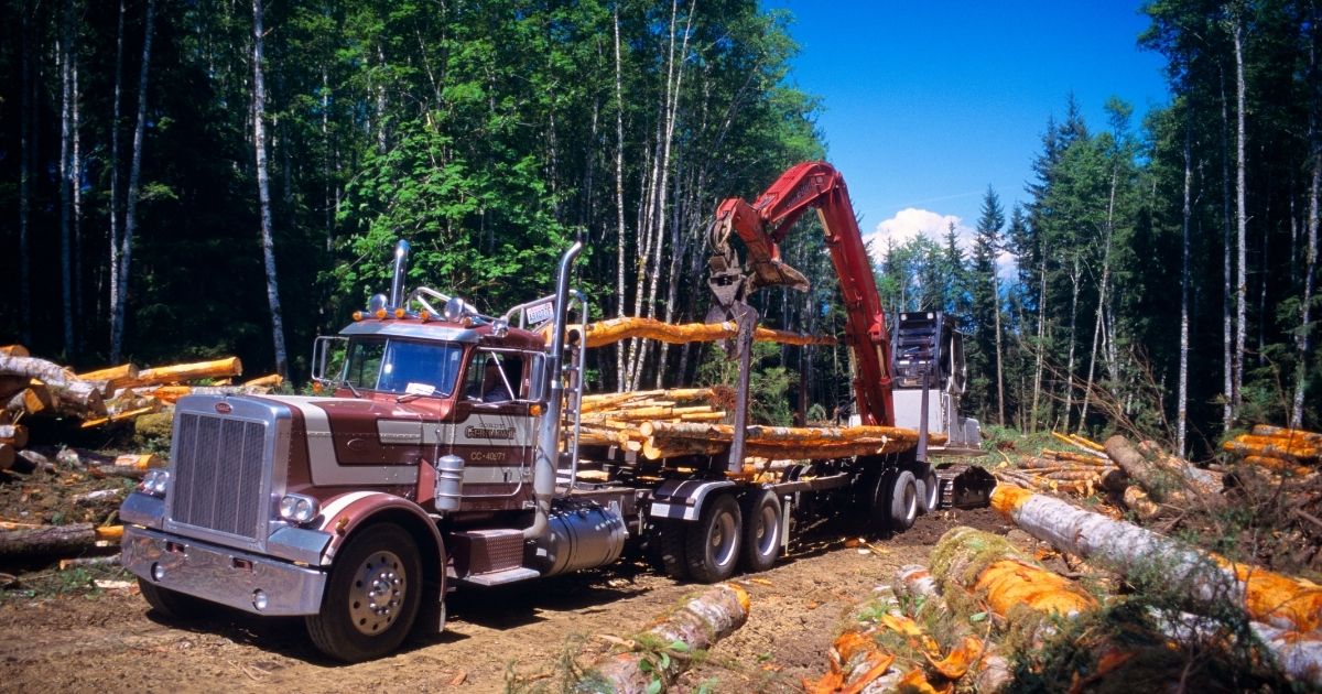 A logging truck is pictured being loaded with recently felled trees in the stock image above.