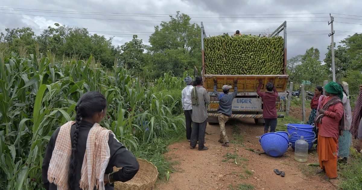Farmers load a truck with maize at a field on the outskirts of Bengaluru, India, on Aug. 11, 2021.