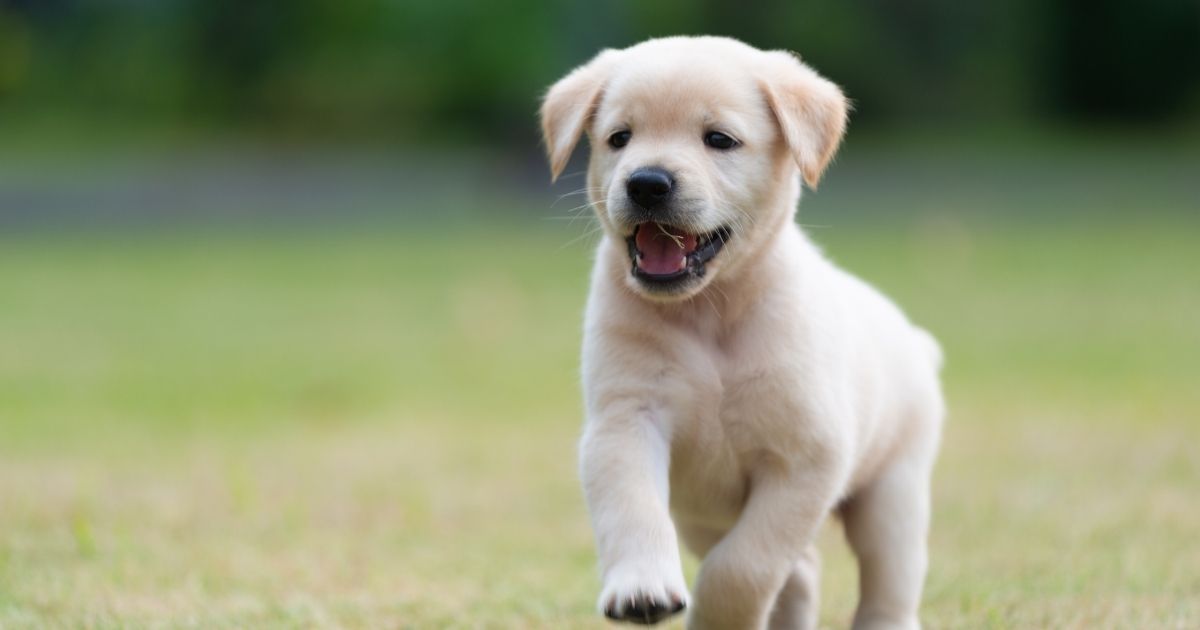 A puppy is pictured in the stock image above.