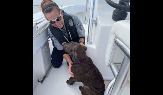 Marine Patrol Officer Terrie McKellips holds Skip Jack, a puppy who swam toward the Chesapeake Bay and had to be rescued.
