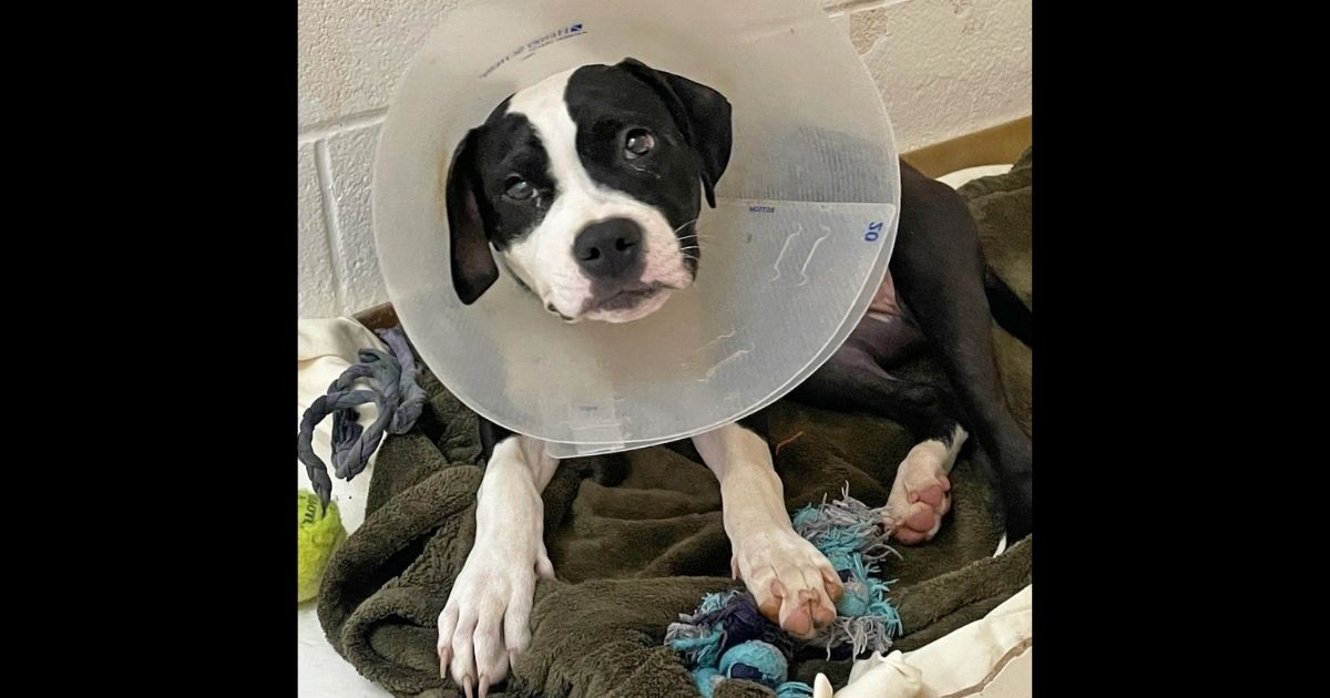 Tessa, a 5-month-old puppy, is believed to have been held down by someone's shoe and shot.