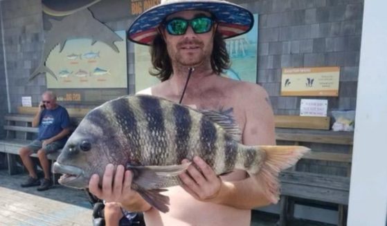 This 9-pound sheepshead was caught off the coast of Nag's Head, North Carolina, recently.