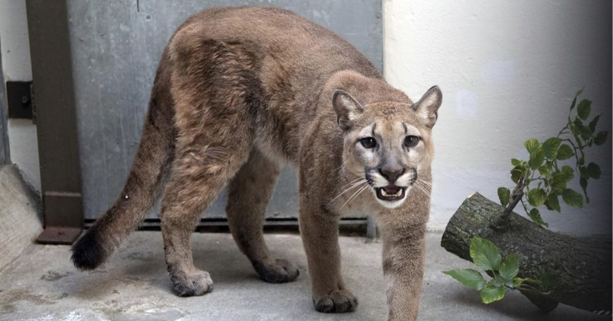 An 80-pound cougar is seen at the Bronx Zoo in New York on Monday.