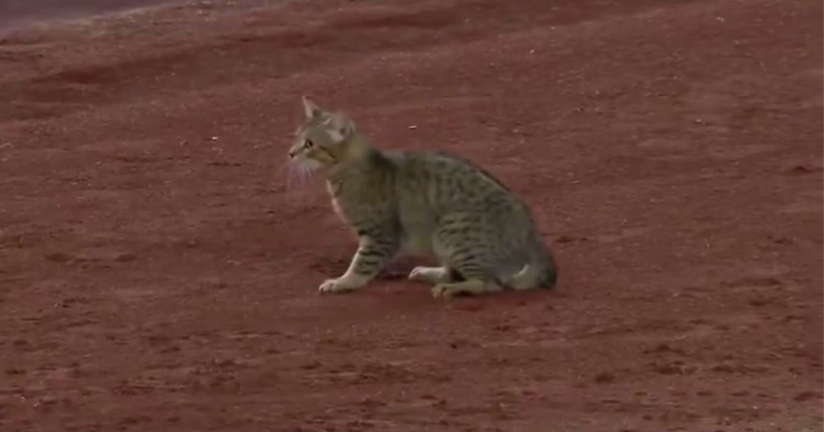 A cat is seen at Yankee Stadium in New York City during a game Monday.
