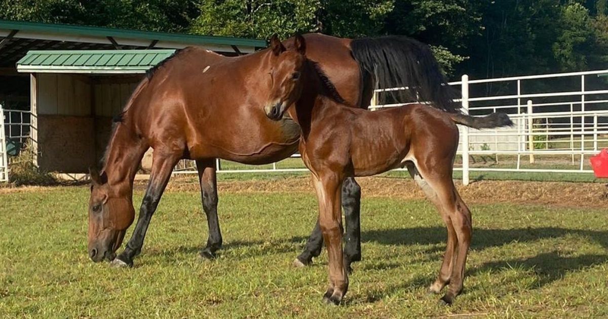 Journey, a horse who was rescued after being involved in a crash as she was being trailered to slaughter with 28 other horses, gave birth to a colt this month.