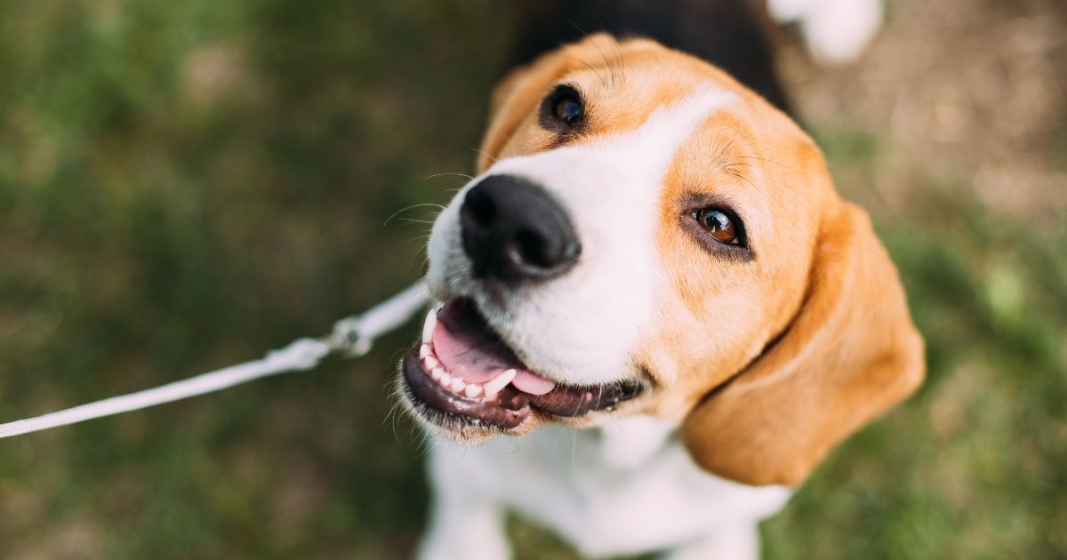 A beagle is seen in this stock image.