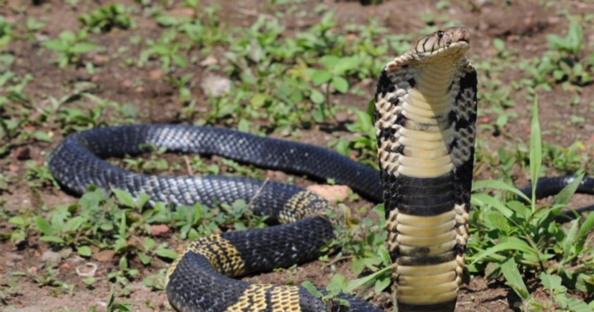 A West African banded cobra is seen in the above photo.